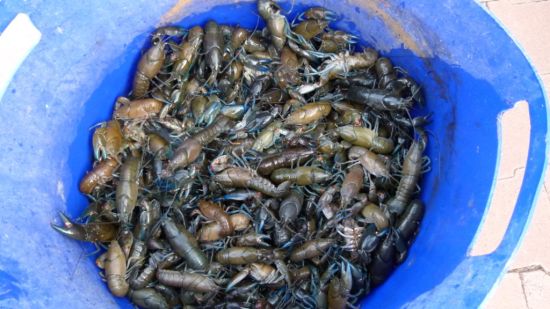 Habitat update: Murray’s natives go with the flow